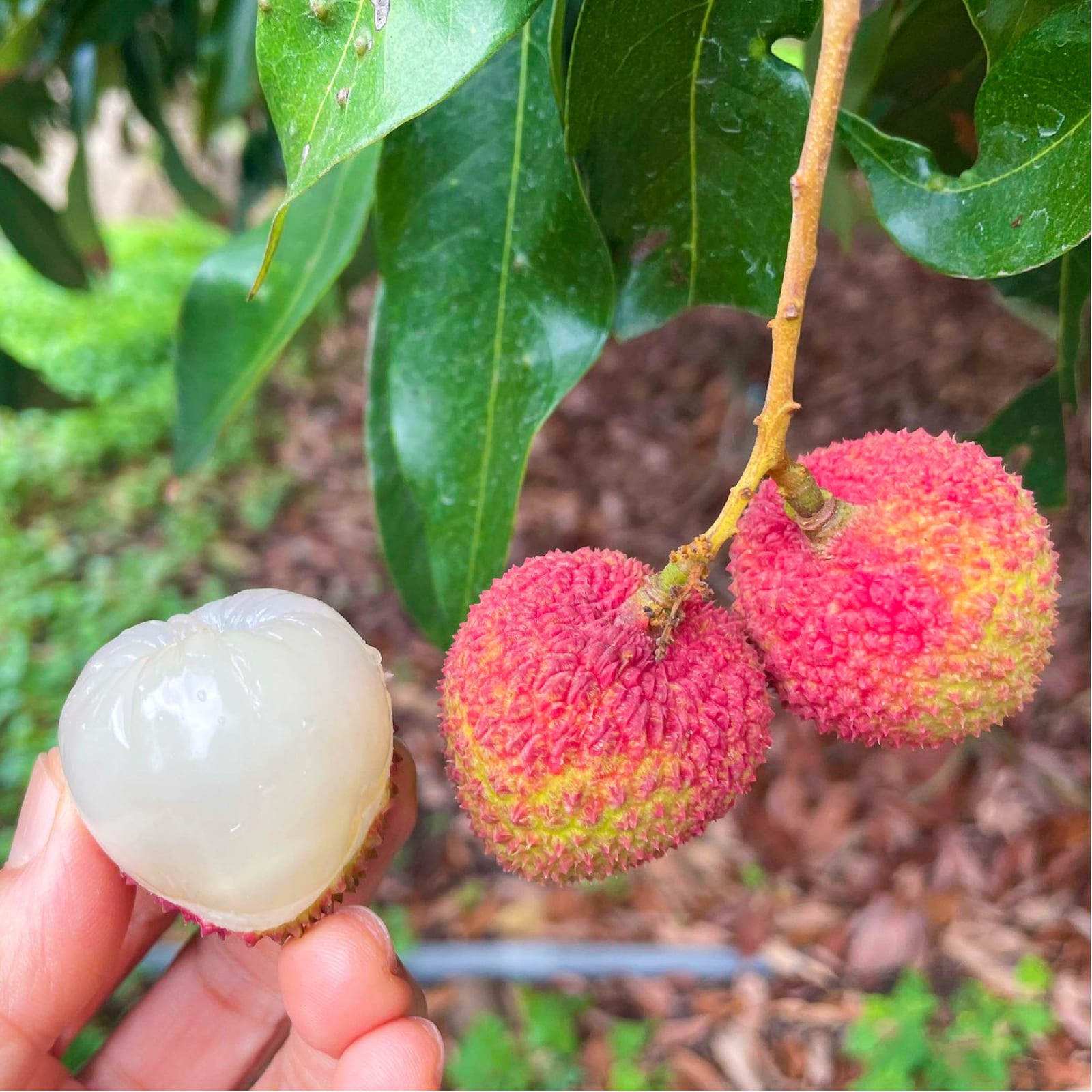 水果季節盛開！歡樂的夏日等你來享受！