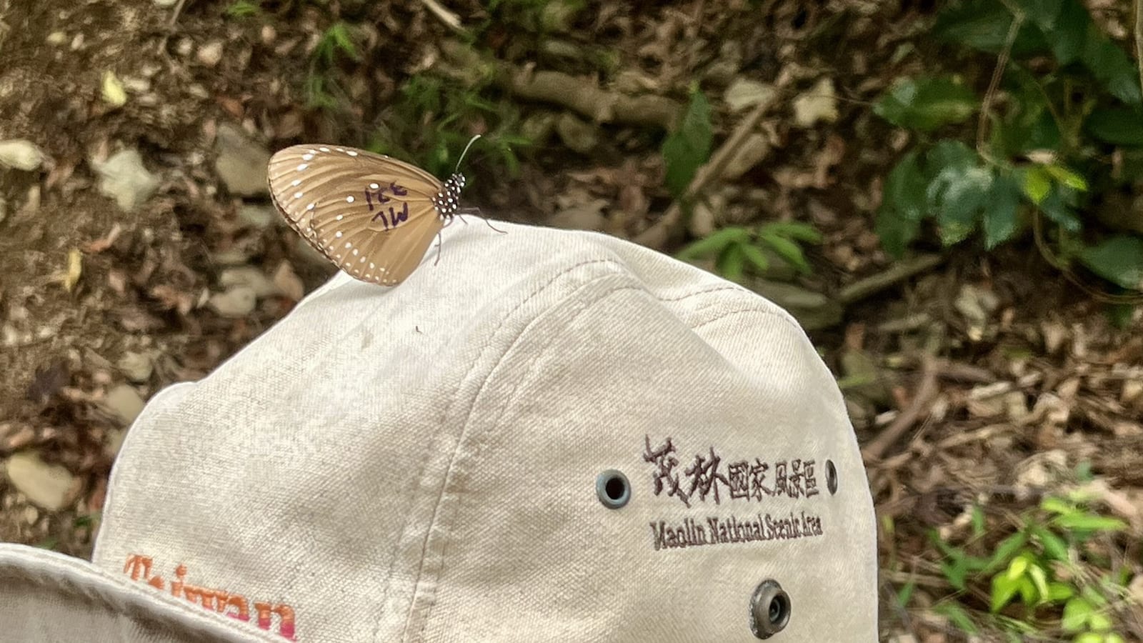 壯麗的紫斑蝶遷徙：台灣獨特的生態奇觀