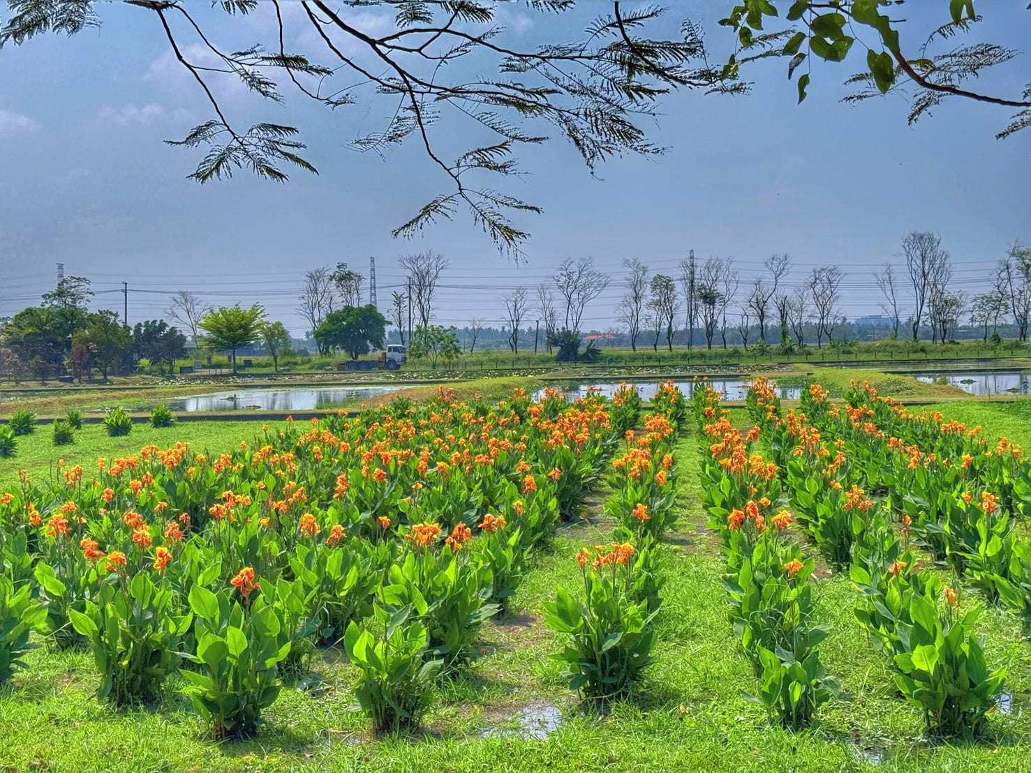 115年屏東區域植樹活動「原地扎根•韌性森活-植草護地•鴞遙森活」3/21登場