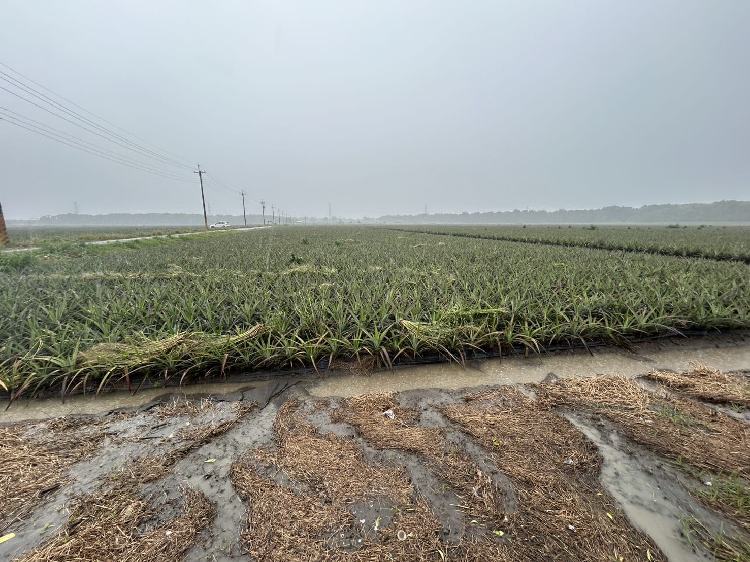 豪雨釀農損逾1.3億元，屏東啟動全品項救助，周春米: 陪伴農民走過復原之路