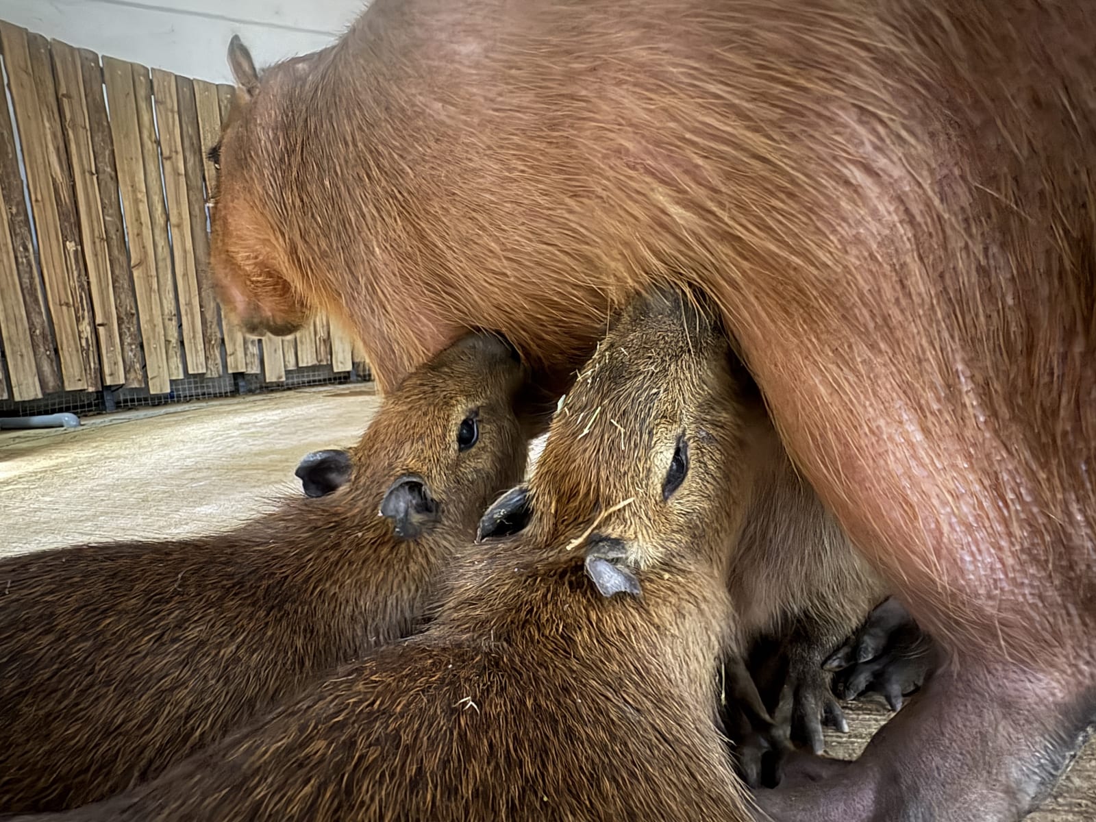 搶攻最強親子檔期！壽山動物園推母親節女性與12歲以下兒童免費入園，新生動物＋話題特展，打造南台灣親子旅遊亮點