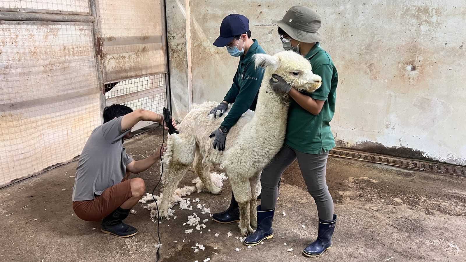 壽山動物園暑假12歲以下免費入園，動物消暑萌樣吸睛，「野性小勇士」趣味障礙賽首登場