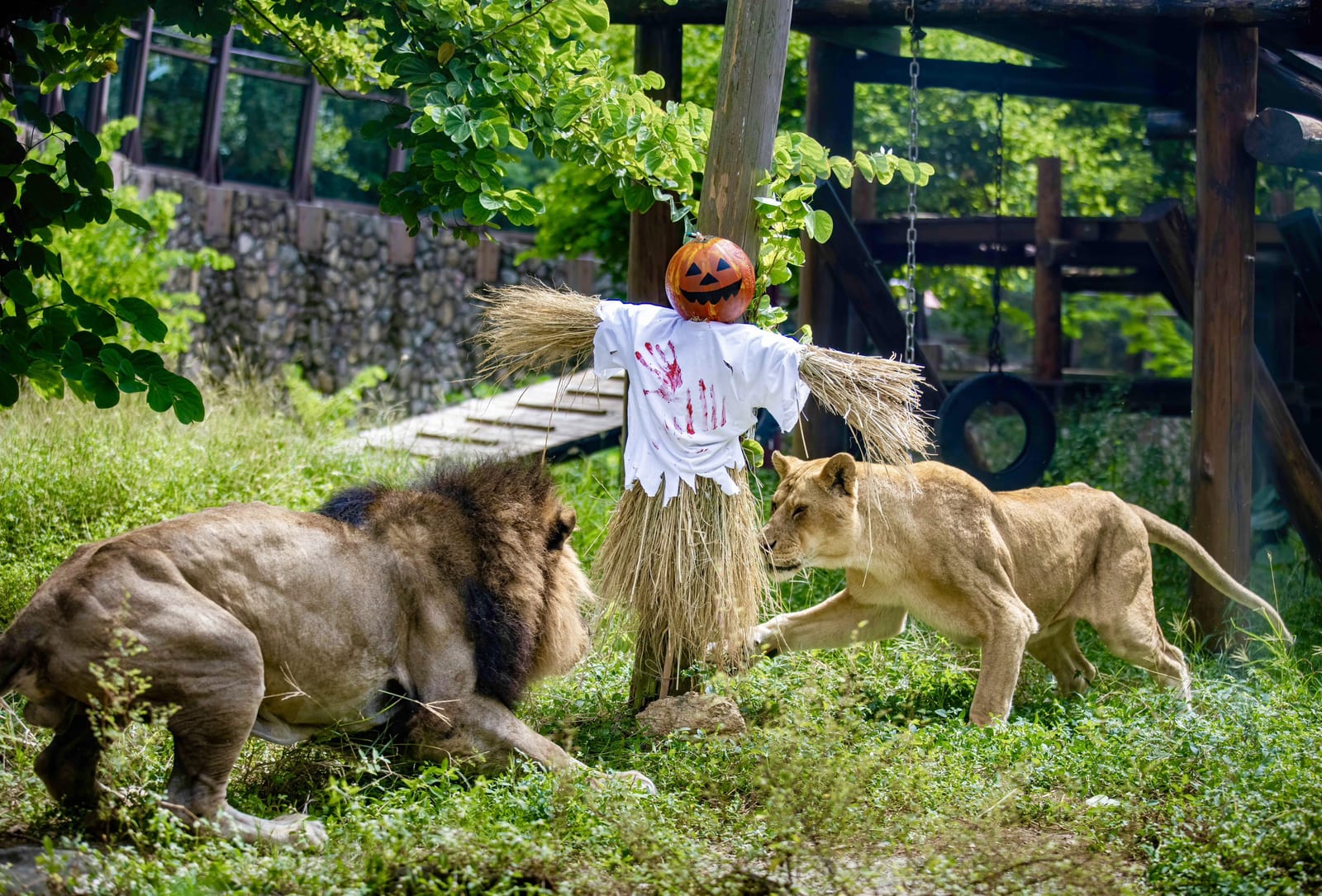 萬聖節動物派對萌翻高雄！壽山動物園「搞怪特餐」登場　水豚、黑猩猩、孟加拉虎歡度奇幻盛宴