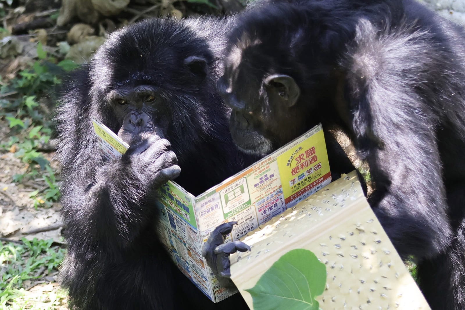 壽山動物園特製「藏食瓦楞紙書」 黑猩猩趣味讀報、看繪本