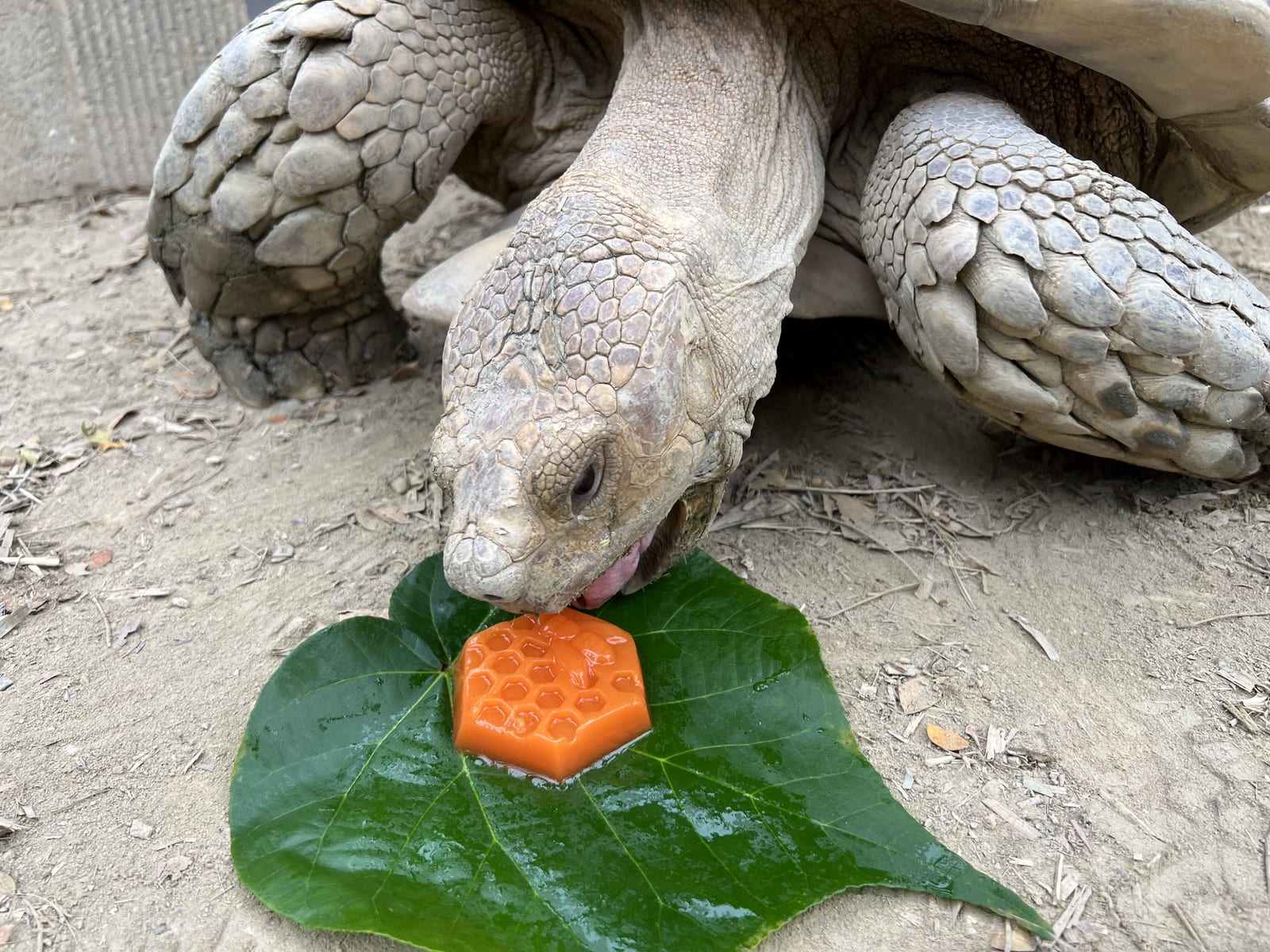 壽山動物園「柚」見中秋，動物秒變吃貨直播主