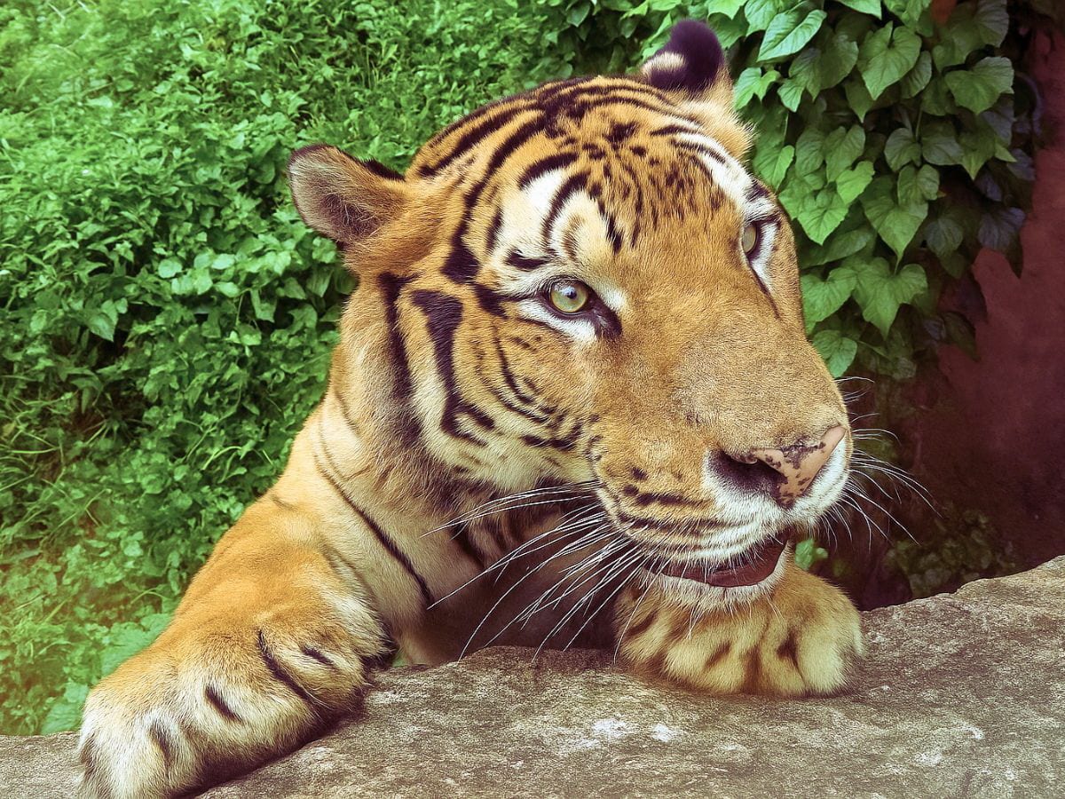 歡慶兒童節，壽山動物園12歲以下兒童免費入園「壽Q家族」人氣票選同步開跑