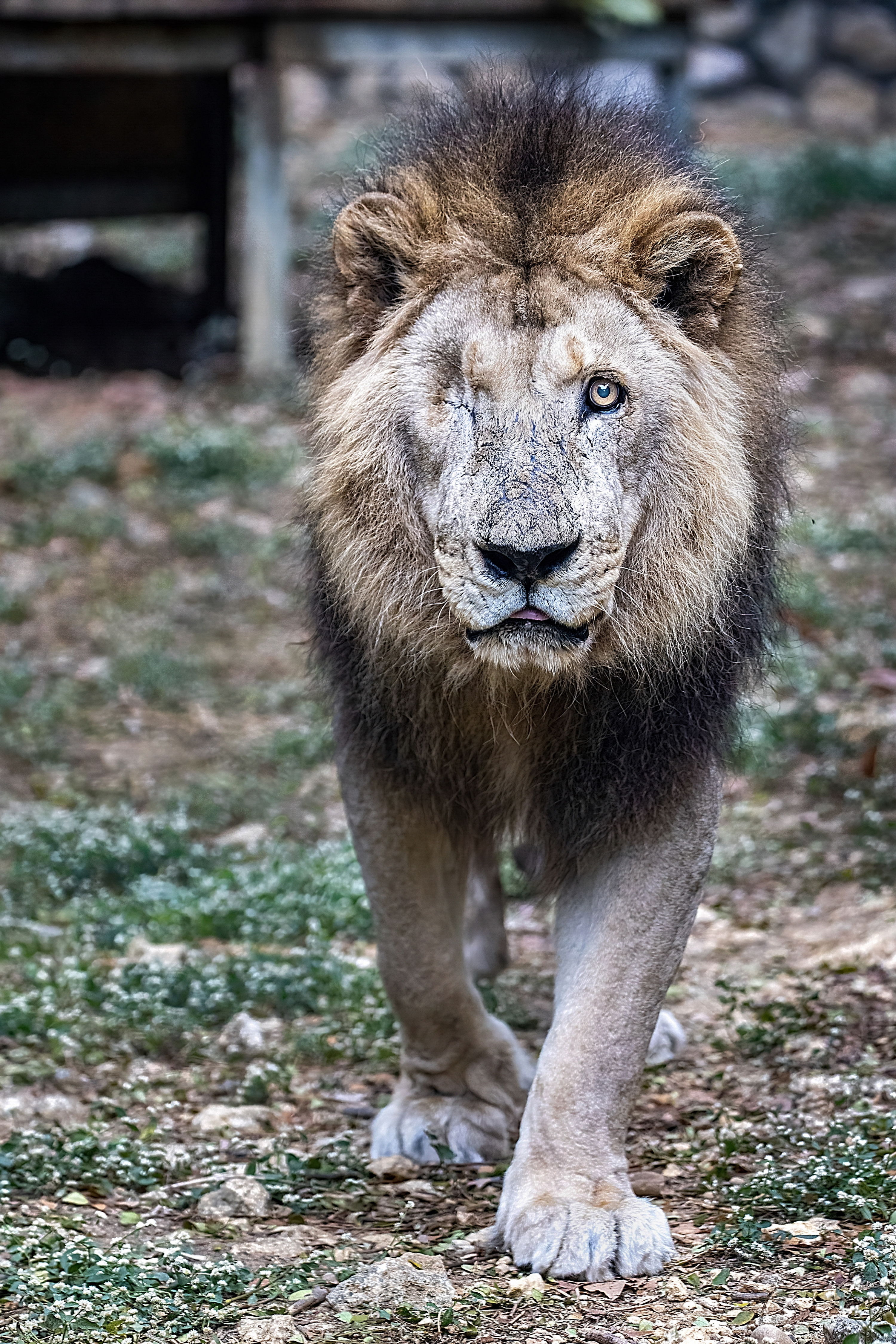壽山動物園非洲獅「二哥」高齡辭世，23載生命旅程圓滿謝幕