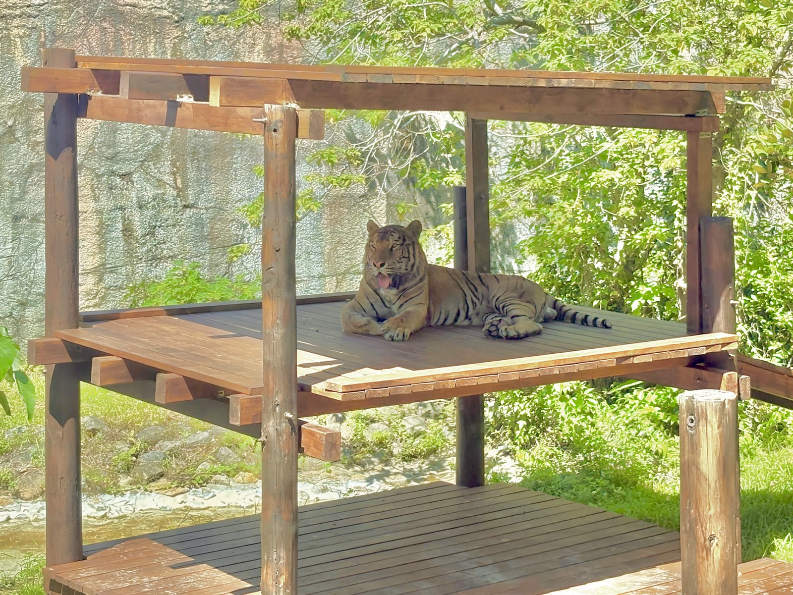 壽山動物園溫馨推廣虎保育,8/2紙風車劇團高雄旗糖登場親子共學
