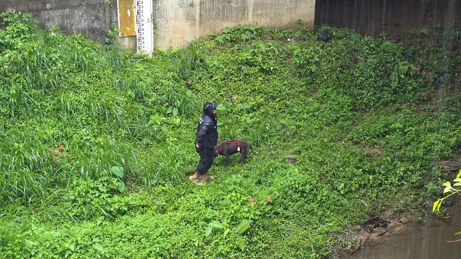 雨中救援不缺席！黑犬受困橋下驚險獲救，新北動保暖心接力找到幸福新家