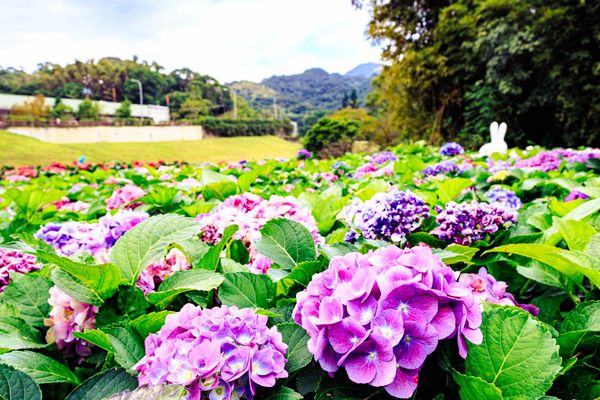 北市最新繡球花勝地!搭捷運即可抵達內湖「212坪愛心花海」 賞花美景迎接過年