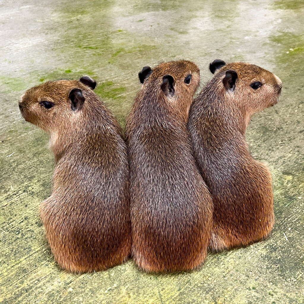 壽山動物園推「線上動物認養」 捐款助動物還送限量小鴨帆布包!