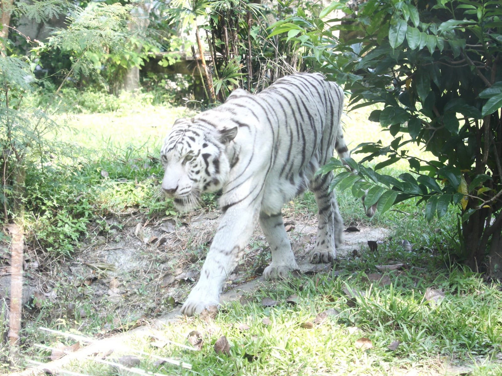 陪伴高雄14載,壽山動物園高齡明星白老虎「昭海」圓滿謝幕