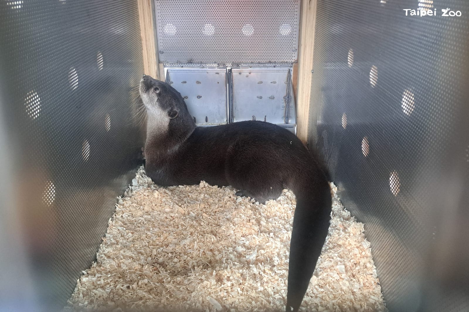 小爪水獺「香橙」遠赴紐西蘭!臺北市立動物園參與國際保育交流,守護瀕危物種未來