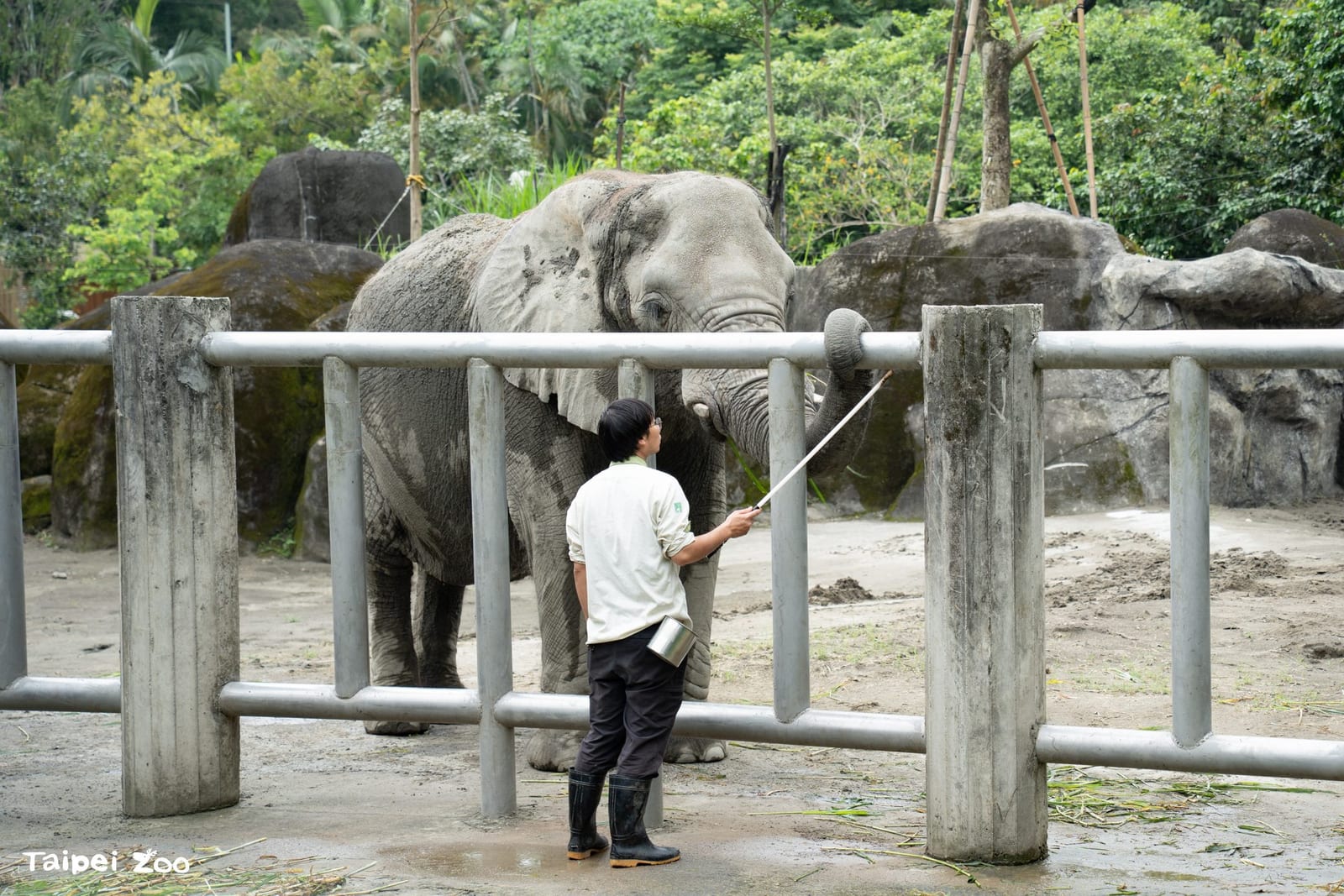 大象也有上課時間!臺北市立動物園邀民眾認識非洲象訓練與行為豐富化