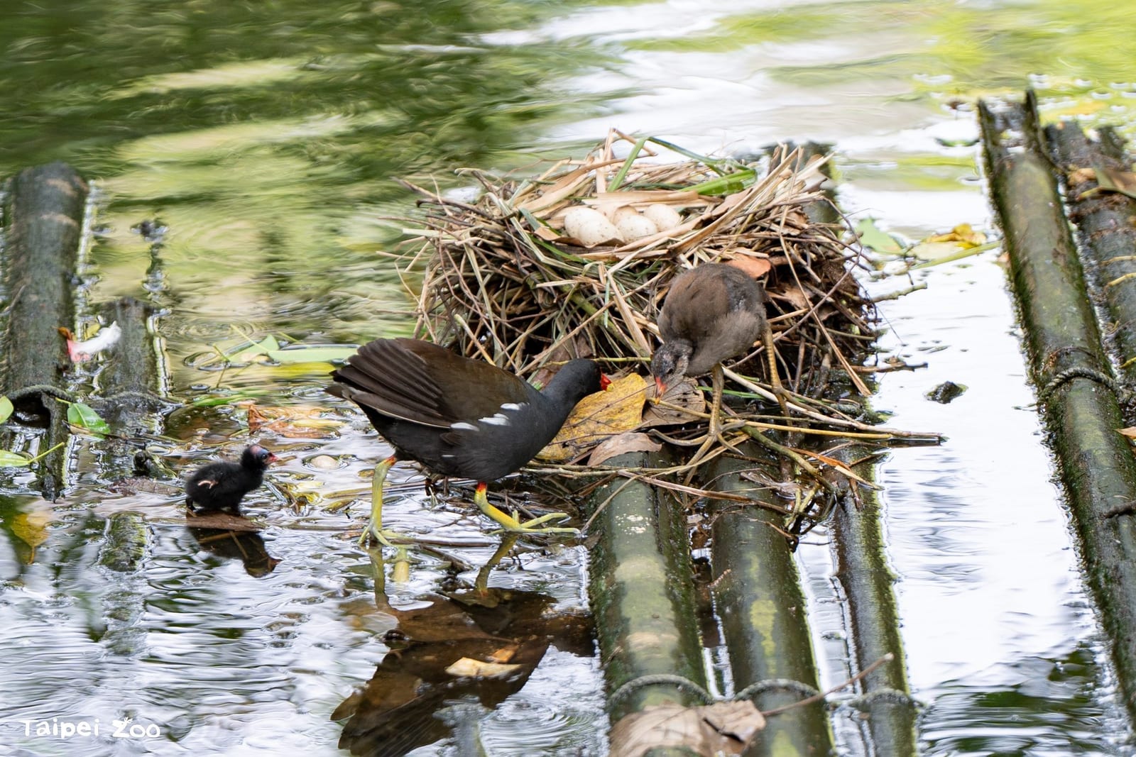 春末限定萌景登場！臺北市立動物園鳥寶寶陸續現身，水邊草叢充滿生命力