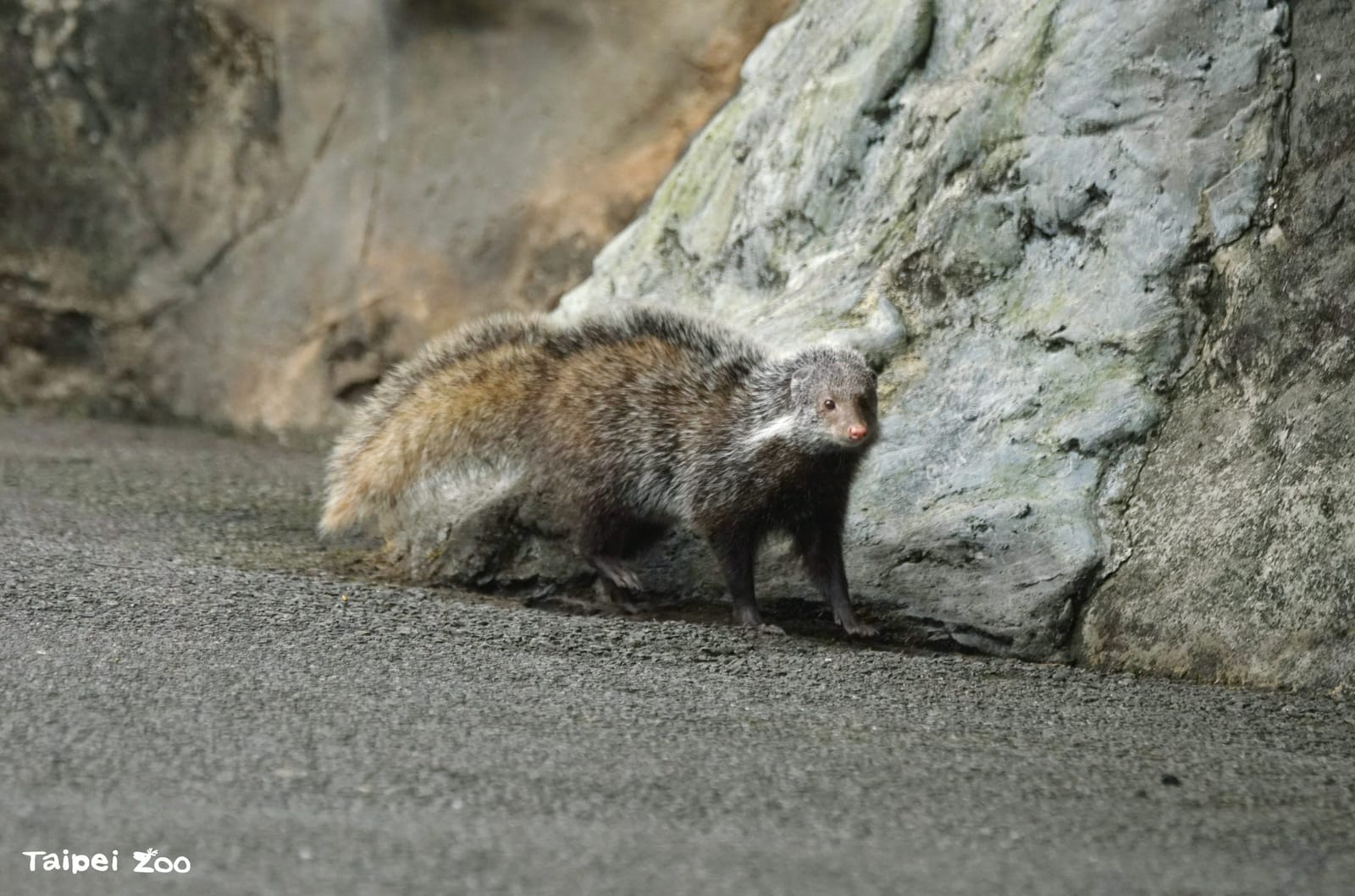 野生動物其實就在你身邊！臺北動物園邀您一起守護城市生物多樣性