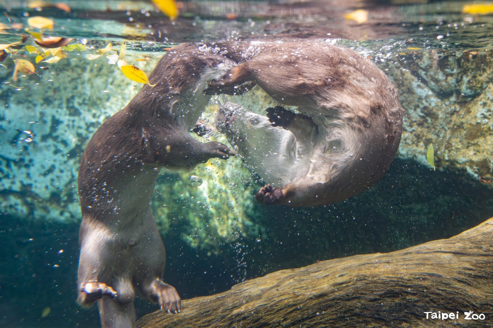 從水獺便便看見保育線索，臺北市立動物園揭開金門歐亞水獺的野外菜單