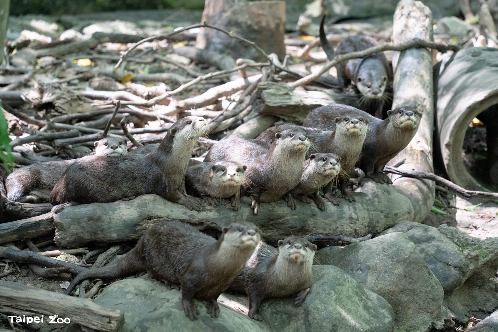 臺北市立動物園7月2日重新開園，10天全面整備迎接暑假歡樂人潮
