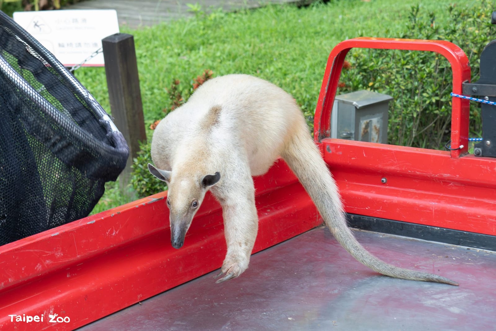 小食蟻獸「黑妞」平安回家！臺北市立動物園暖心尋回，初步檢查健康穩定