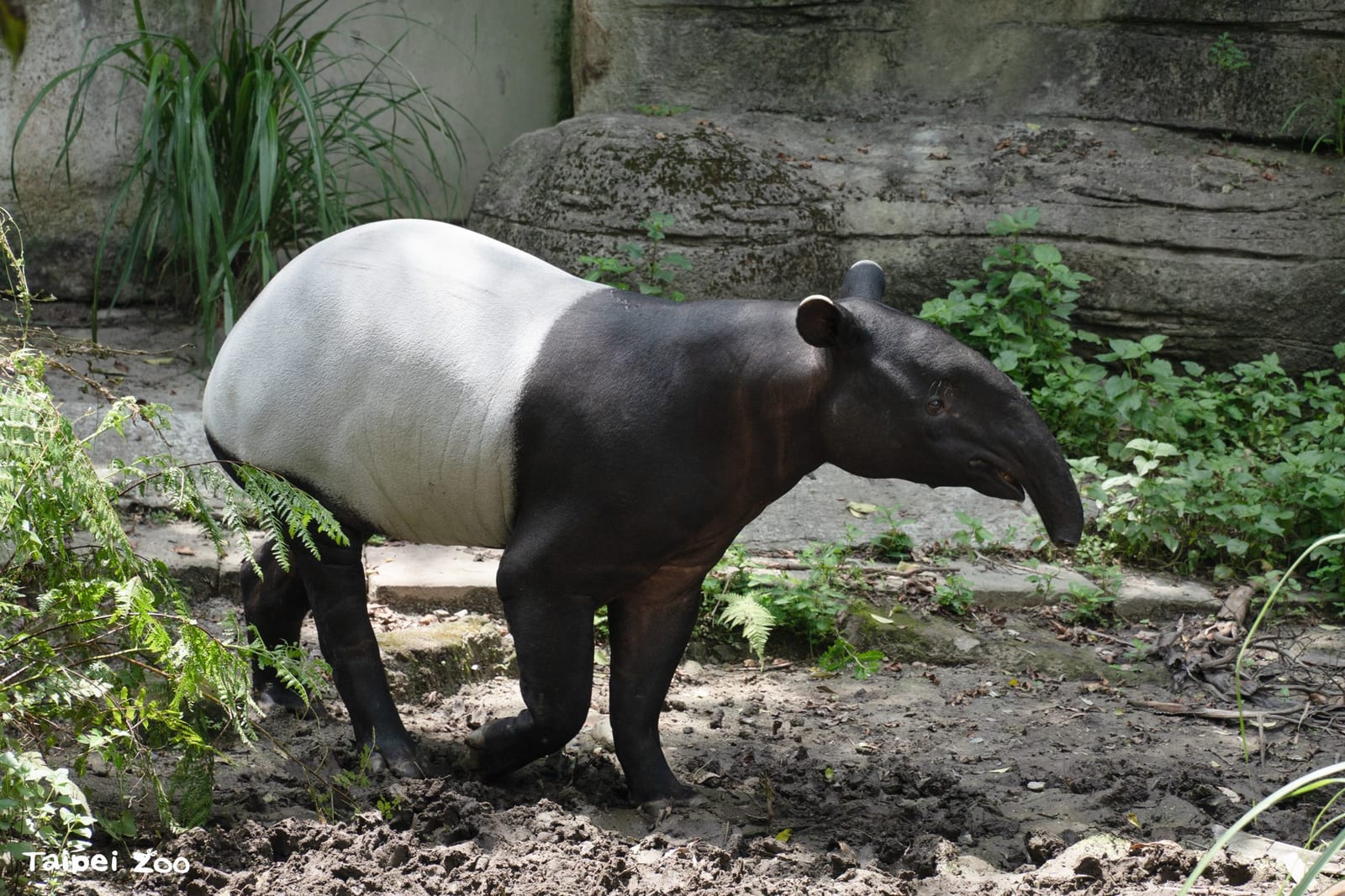 暑假歡樂再出發！臺北市立動物園7月2日開園迎賓，新朋友、清涼設施與親子書展一次登場