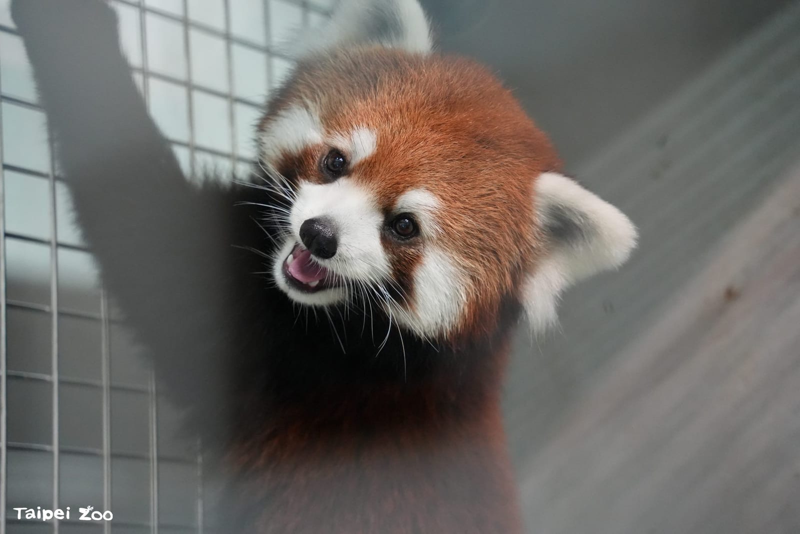 萌力升級！上海小貓熊新夥伴抵臺，臺北動物園迎來保育新希望