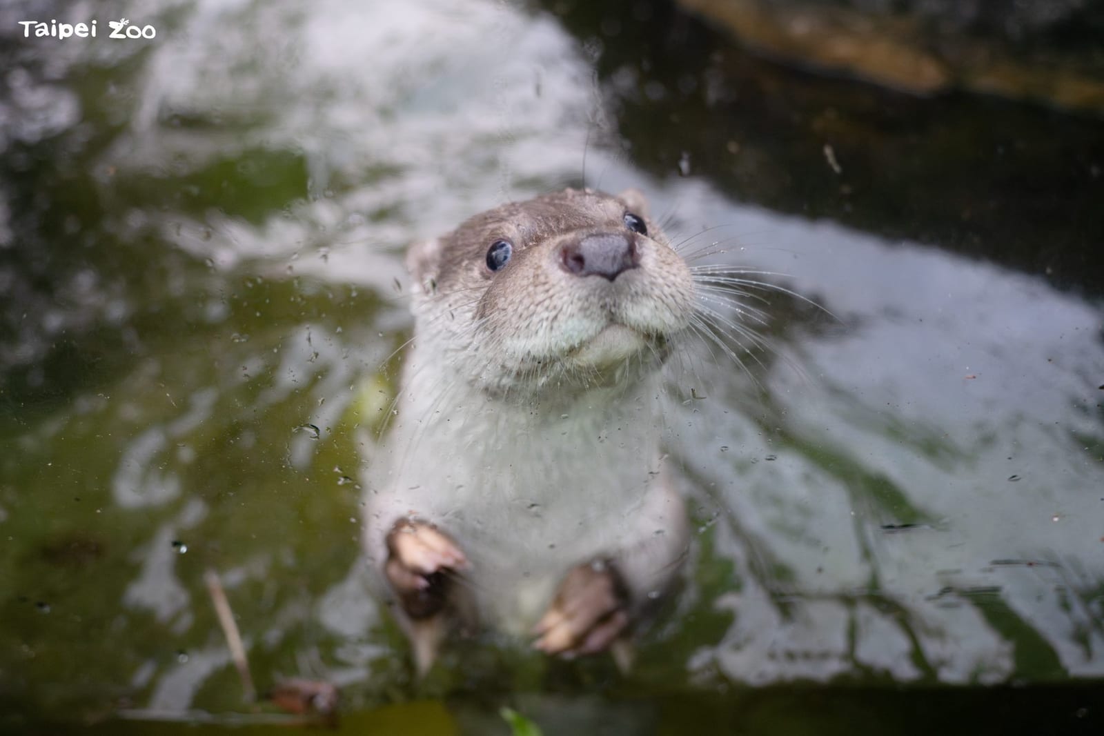 夜幕下探索水獺祕密！臺北市立動物園7月4日開啟光影夜遊之旅