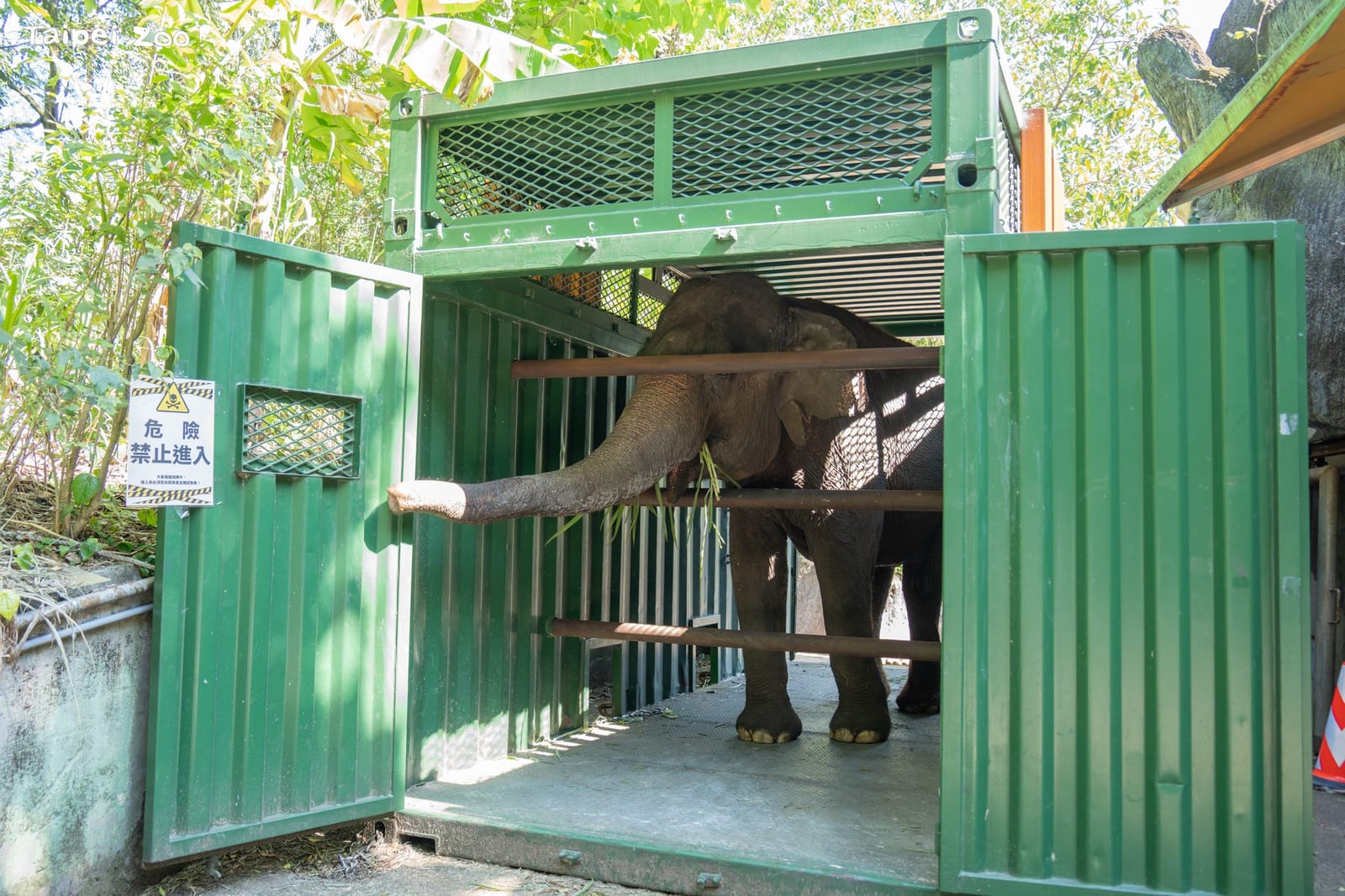 臺北市立動物園啟動雨林區更新，亞洲象友信、友愷暖心搬遷展開新生活