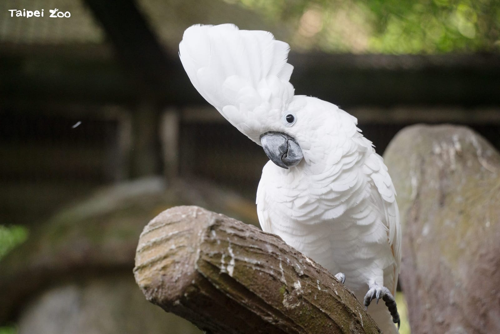 5月31日世界鸚鵡日，臺北市立動物園邀民眾認識鸚鵡魅力與保育危機