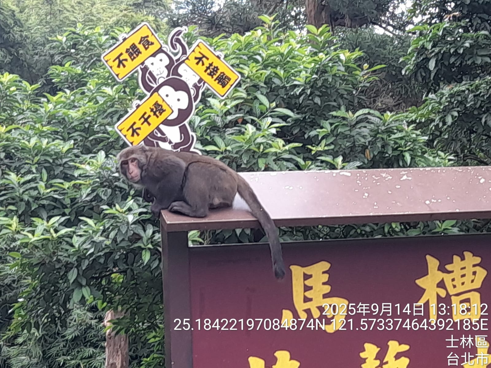 臺北山林遇見猴鄰居，40場獼猴保育駐點教你安心共處