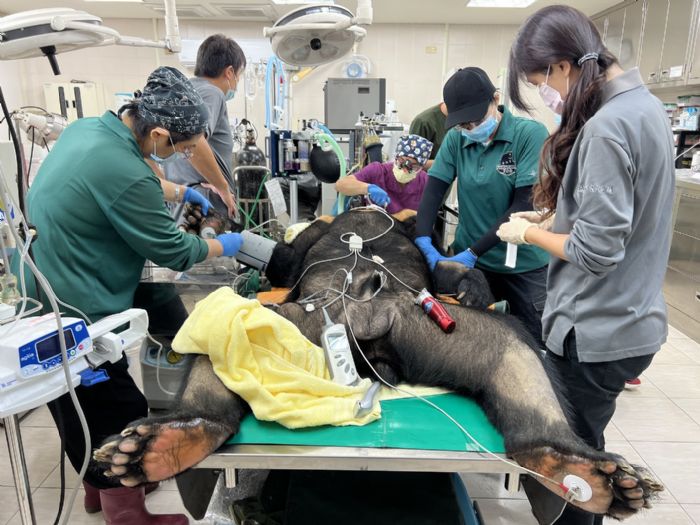 「波比」戴牙套!壽山動物園與醫療團隊守護黑熊牙齒健康