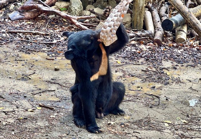 動物環境「熊」促咪 壽山動物園攜手內埔農工設計覓食新玩具