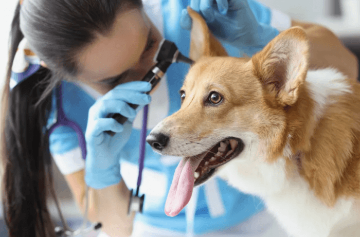 9月第四周「聾犬宣導周」 狗狗聽損徵兆有哪些？照顧聾犬跟著這樣做