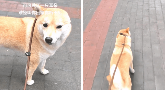 柴犬少一隻耳朵聽不見呼喚　無助發呆盯主人　真相曝光令人笑出來