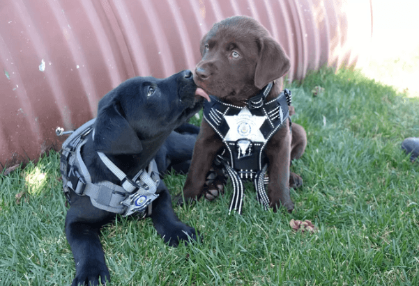 小警犬參加莊嚴的儀式卻全程打瞌睡 教官：好無奈!