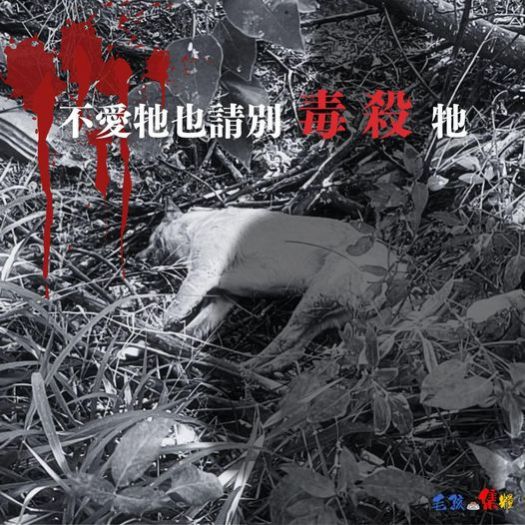 呼籲停止對流浪動物的暴力行為,為無辜的生命發聲!