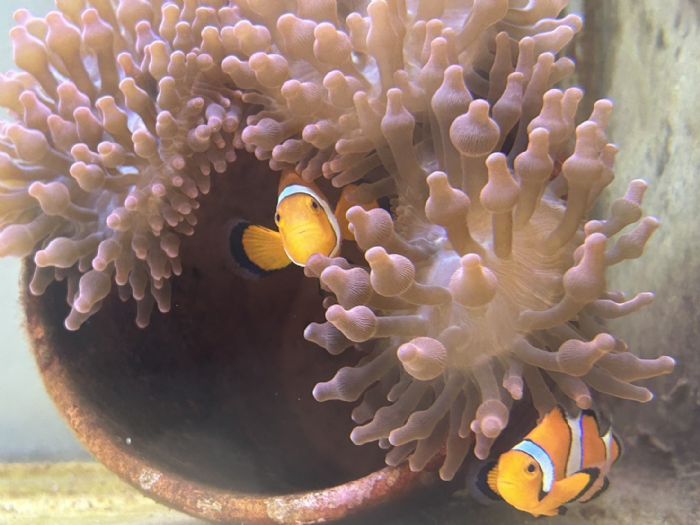 屏東海生館海葵魚孵育基地有喜了! 觀察護家行為堪稱超級英雌 媽媽我愛您 夜宿優惠我送您 屏東海生館邀請媽媽們一起來玩
