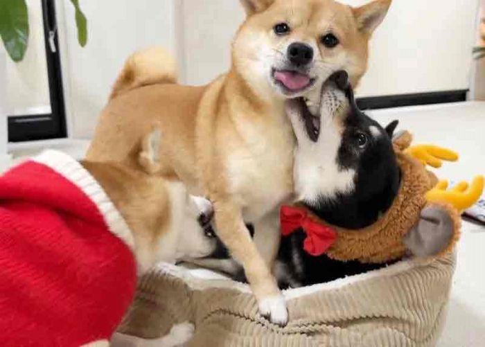 要攻佔你的嘴邊領土!日本寵物主人晒出柴犬激烈戰鬥照片引爆網路熱潮