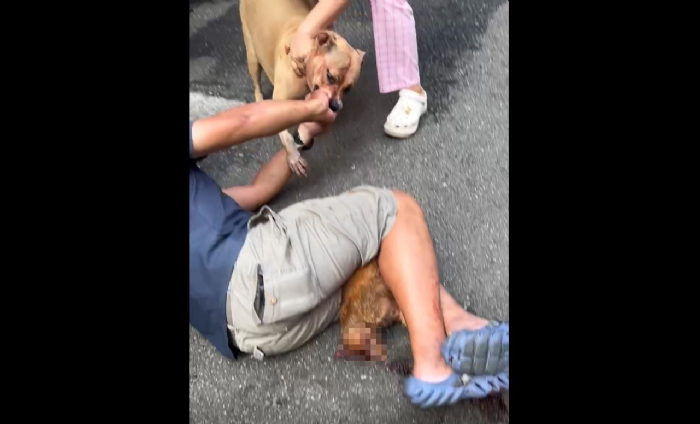 新北市三重區比特犬咬死流浪貓事件引發關注:呼籲飼主正確管理攻擊性犬隻