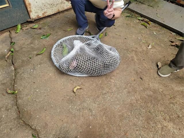 脫逃的東非狒狒於今日遭到捕獲,遭捕獲後仍不治