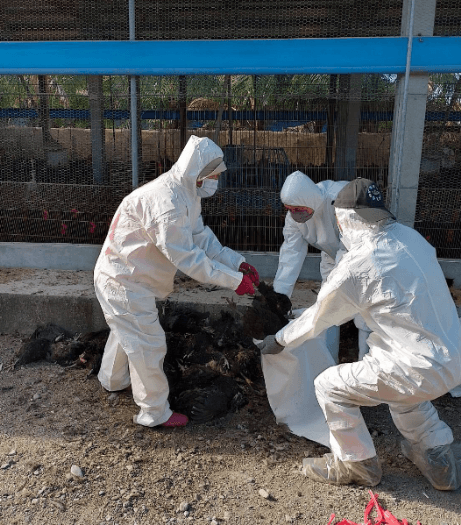 鹽埔鄉土雞場確診H5N1禽流感，養禽業者積極通報情況