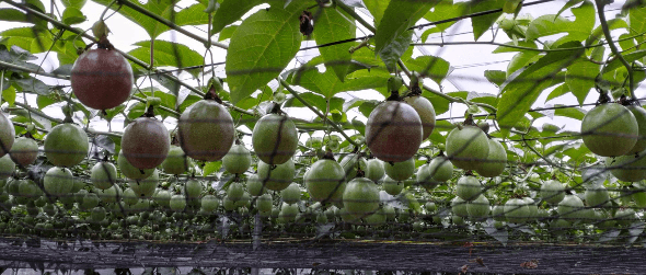 屏東百香果品質無虞，縣府呼籲消費者信賴屏東三章一Q標章