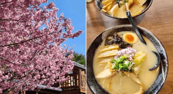 「星嵐拉麵」—南投清境櫻花秘境的視覺味覺饗宴！