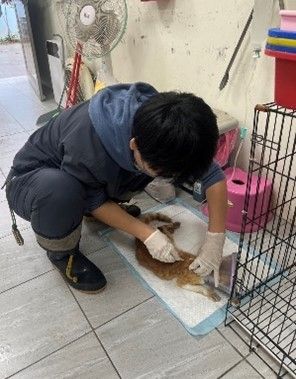 苗栗動物保護教育園區（苗收）關愛犬隻，積極推廣健康管理