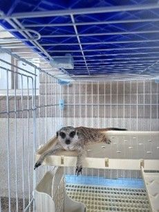 苗栗縣積極投入非犬貓動物救援，共同守護生命與環境