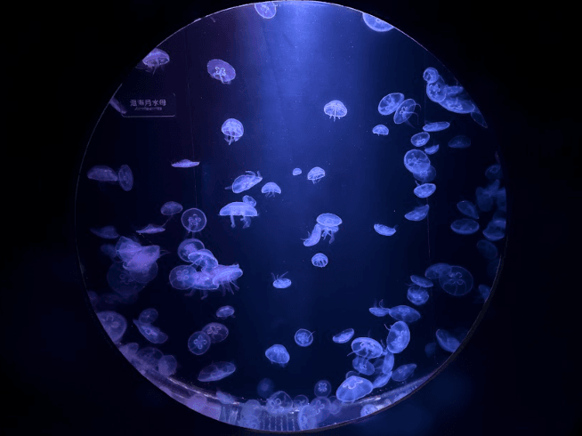 屏東海生館與日本加茂水族館簽署友好協議 共同推動水母繁養技術