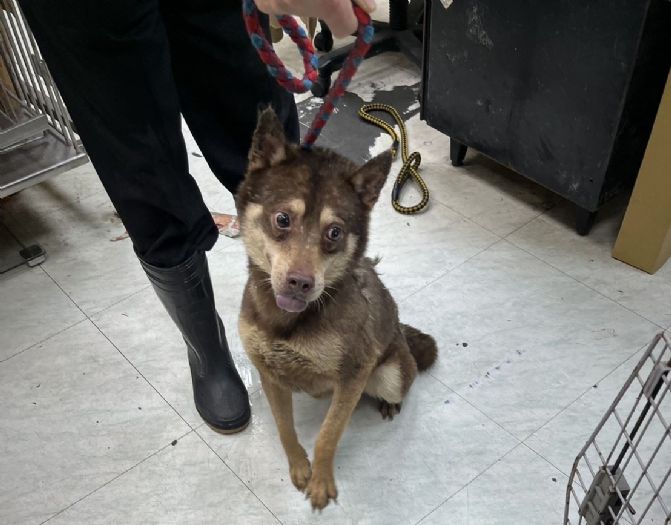 新北市動保處緊急安置6隻犬隻，飼主違法遭罰，呼籲正確飼養環境