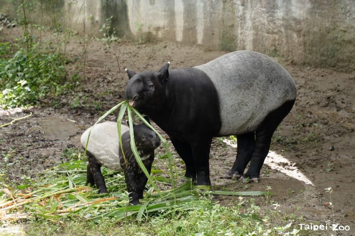 一同慶祝4/27「世界貘日」！臺北市立動物園馬來貘莉姆路成長故事與環保行動