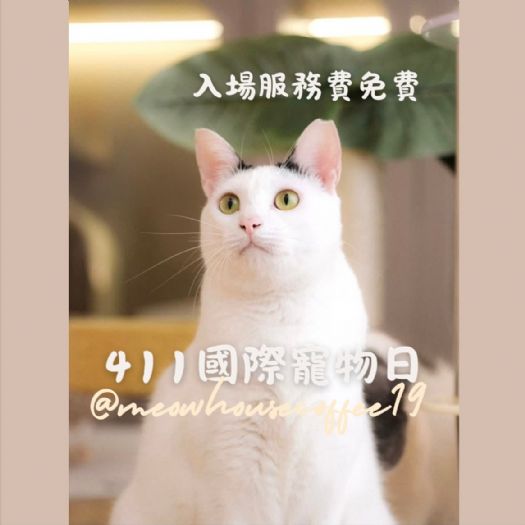 慶祝4/11國際寵物日，穿上你的貓咪裝扮一起來喵喵屋