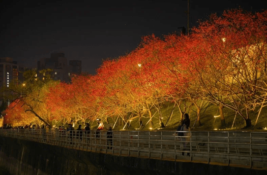 2024台北「夜櫻樂活季」今日1/26盛大開幕，市集韻律與電音派對同步登場，精彩持續至228連假