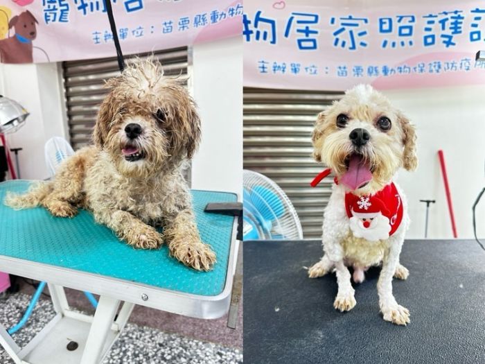 苗栗縣動物保護教育園區：為毛小孩提供關愛與新生活